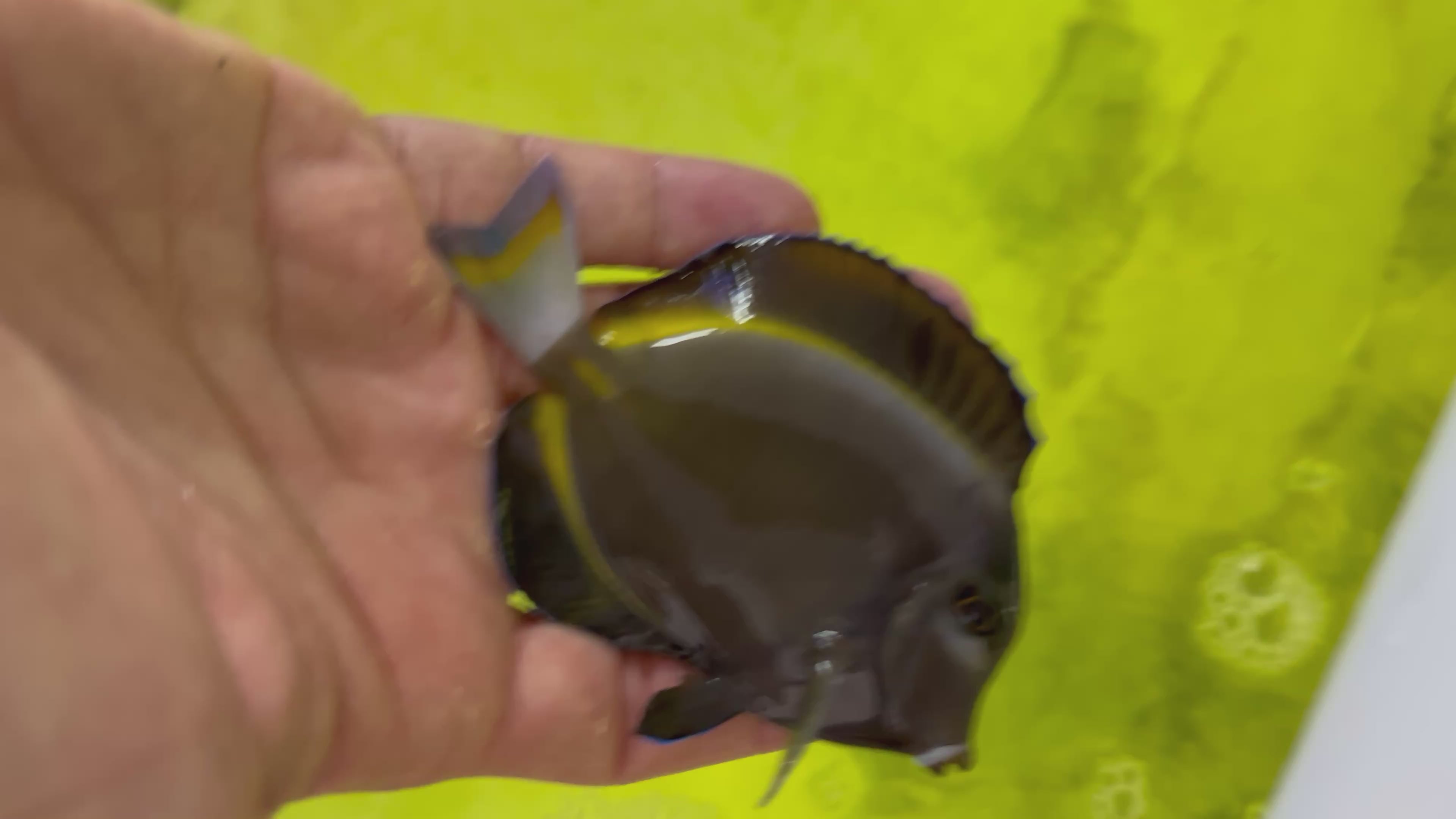 Small Gold Rim White Cheek Tang 2.5-3.5”