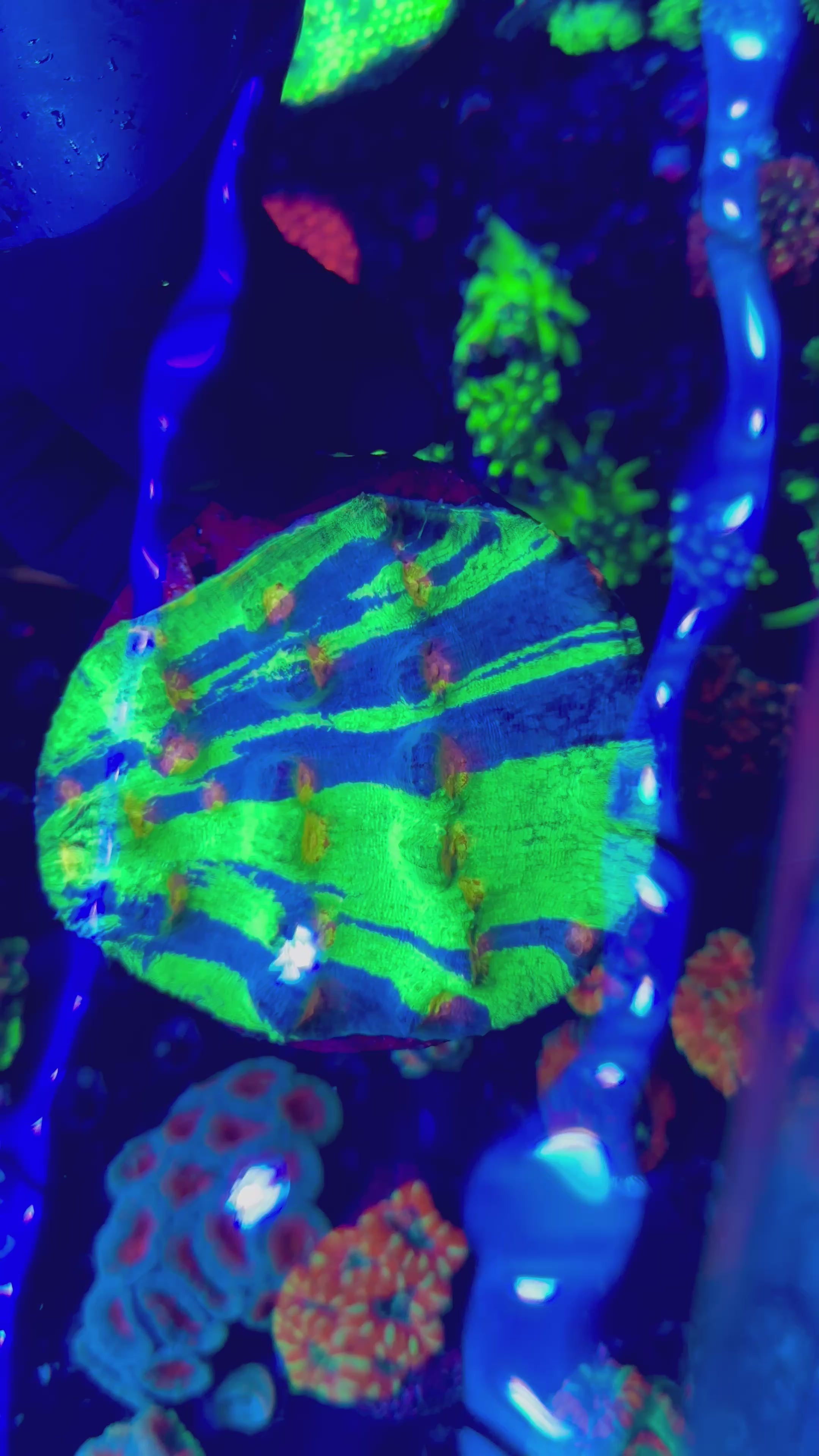 RAJA IN PAJAMAS CHALICE COLONY 6”