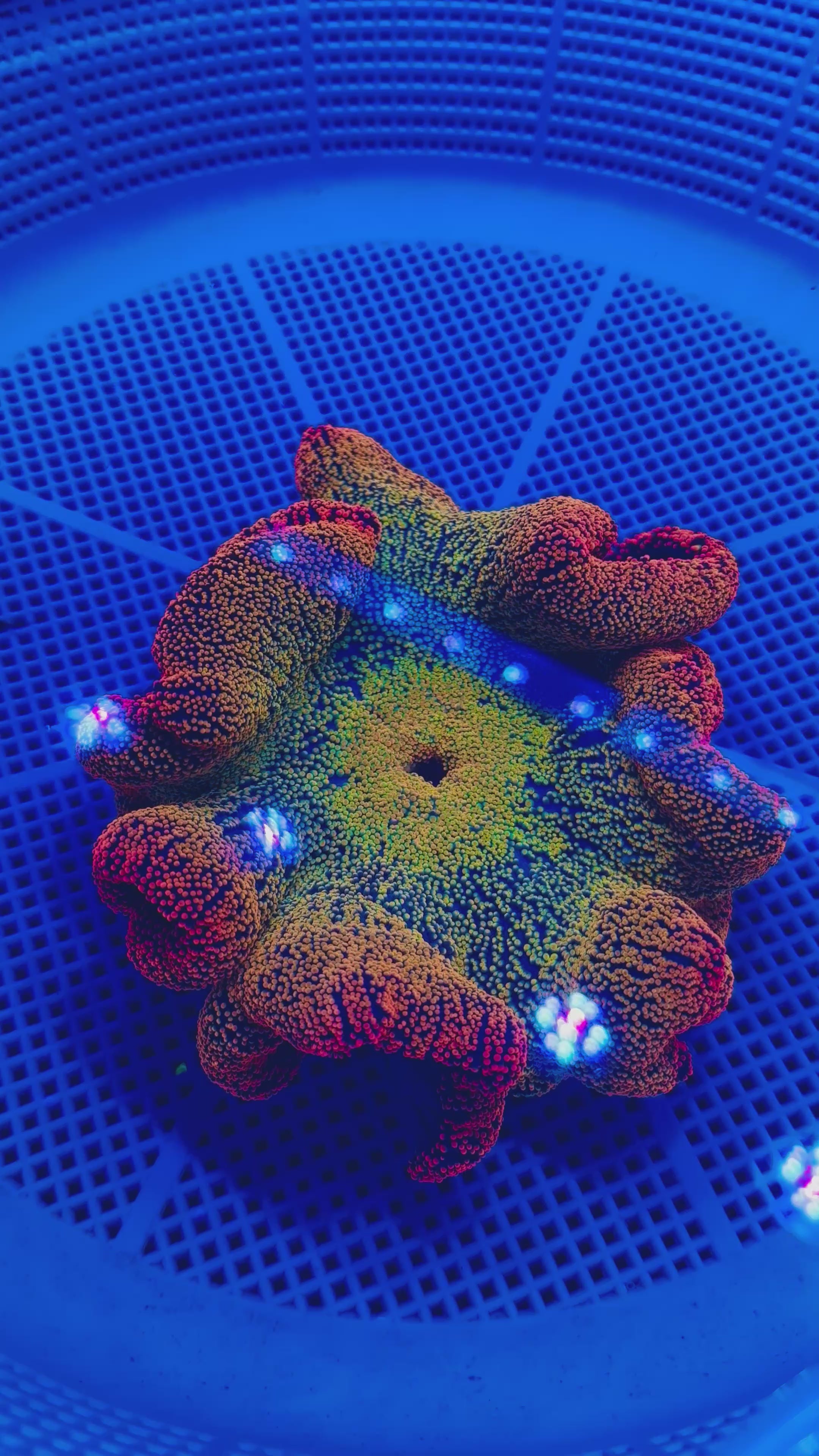 RAINBOW RASTA CARPET ANENOME