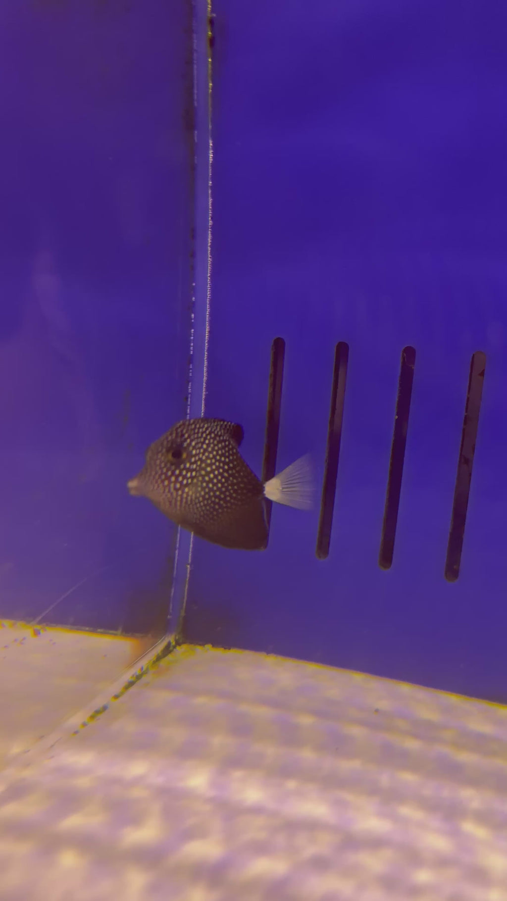 TINY 1-2” GEM TANG