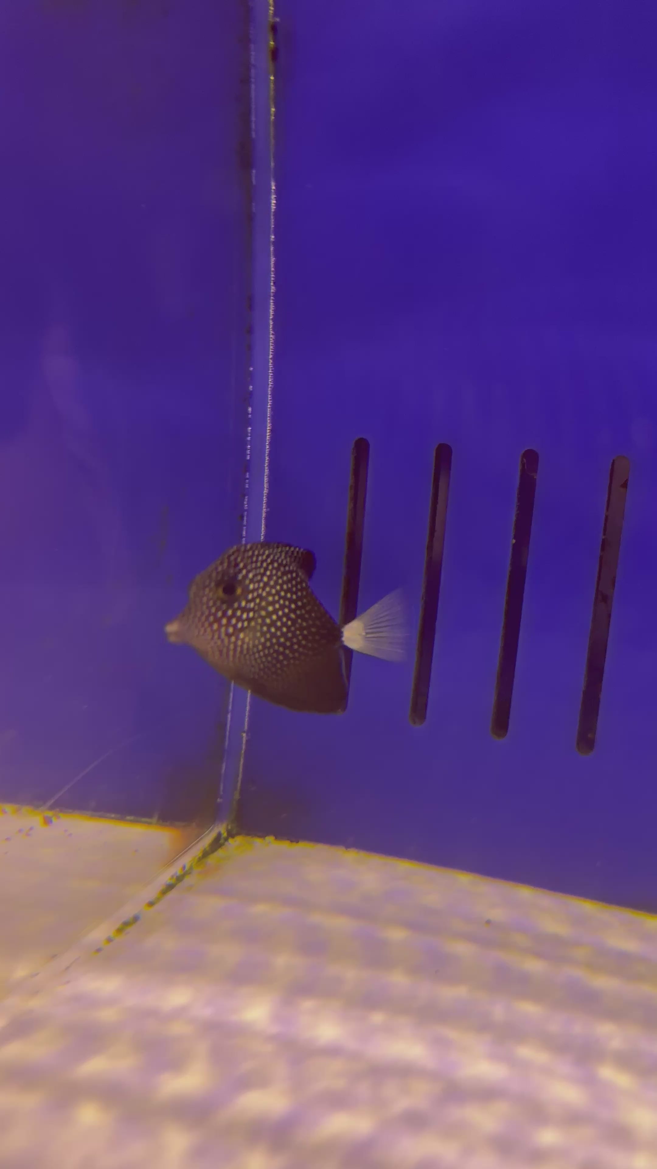 TINY 1-2” GEM TANG