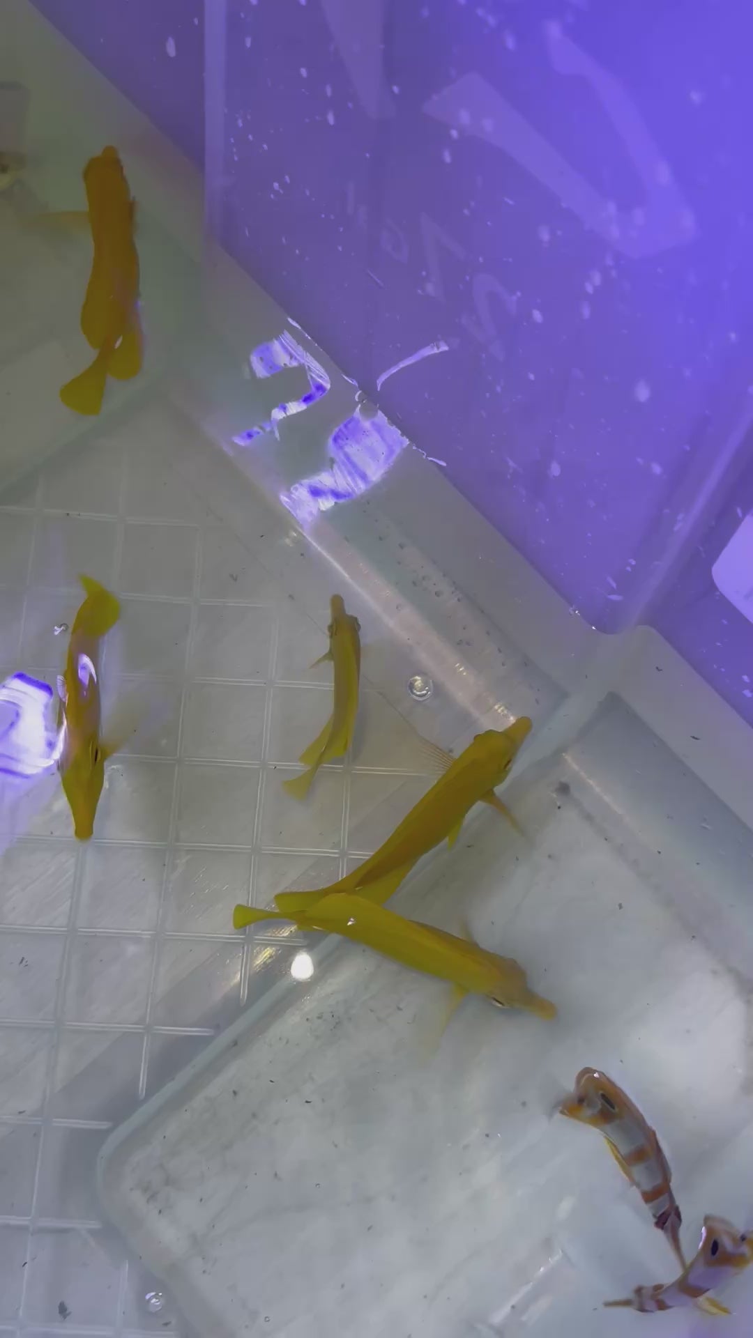 4-5” HAWAIIAN YELLOW TANG