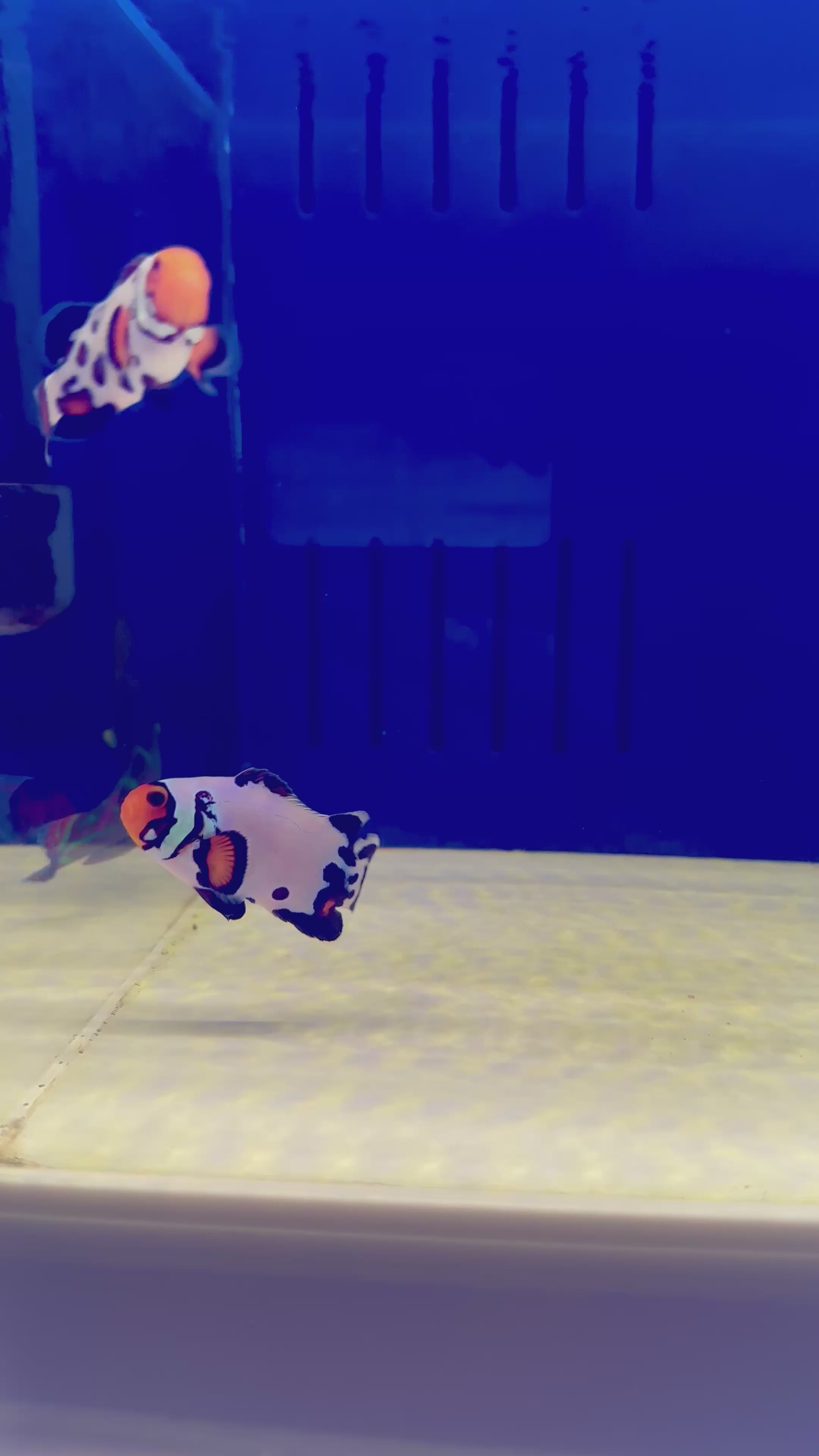 EXTREME BULLET HOLE CLOWN, FISH PAIR￼