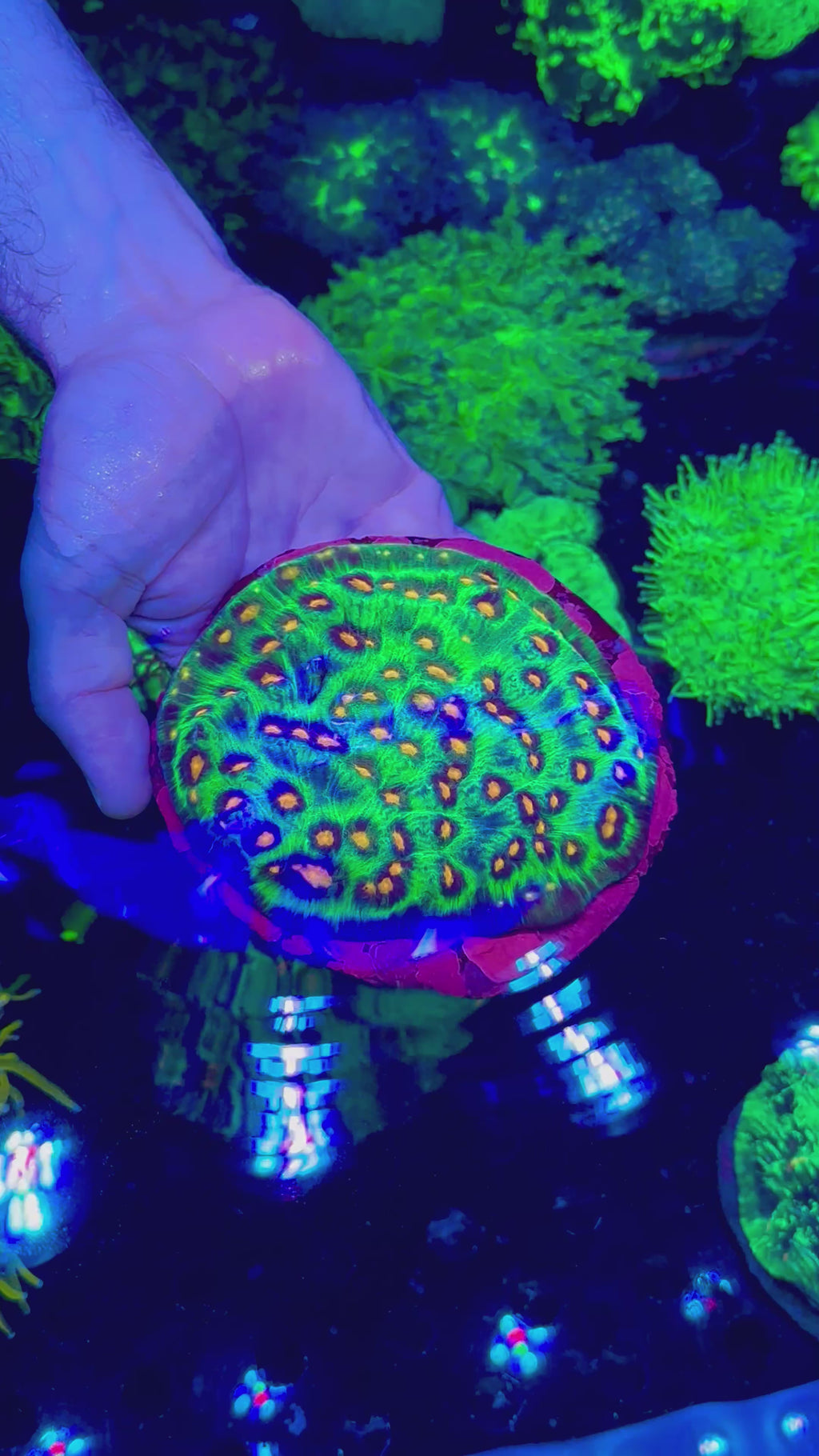 LARGE RAJA RAMPAGE CHALICE COLONY