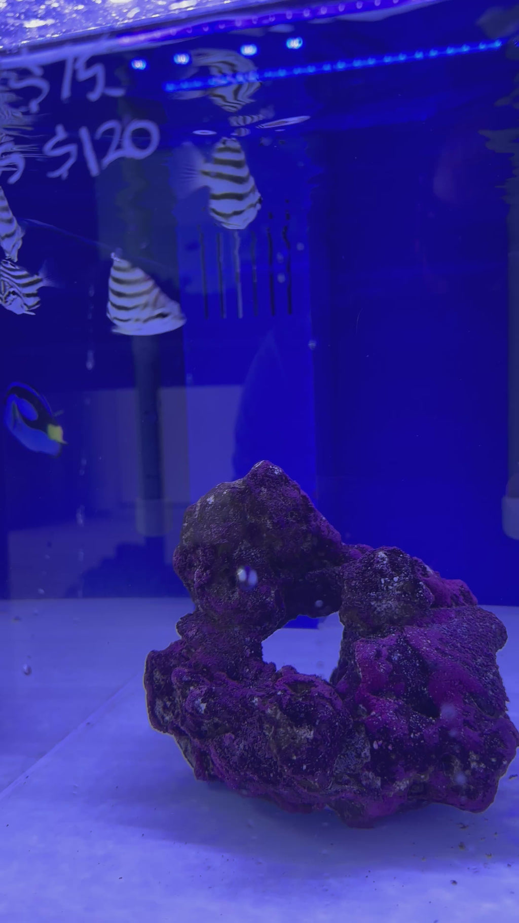 AUSTALRALIAN STRIPEY